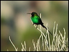 Click here to enter gallery and see photos/pictures/images of Malachite Sunbird