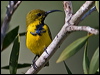 olivebacked_sunbird_182353