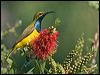 Click here to enter gallery and see photos/pictures/images of Olive-backed Sunbird