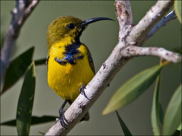 Olive-backed Sunbird olivebacked_sunbird_182353.psd