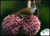 Click here to enter gallery and see photos/pictures/images of Plain Sunbird
