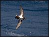 Click here to enter gallery and see photos/pictures/images of Black-bellied Storm-Petrel