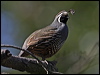 Click here to enter gallery and see photos of California Quail