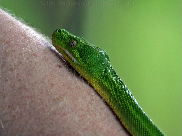 Green Python green_python_04215.psd