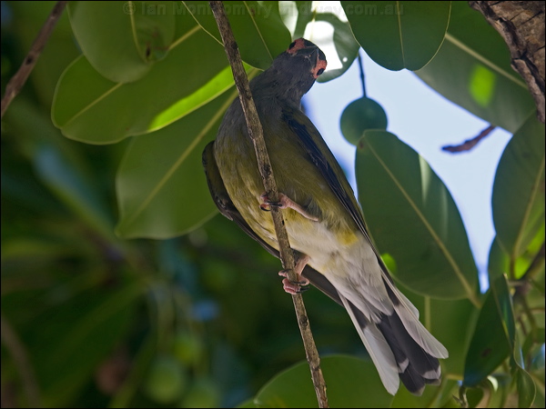 Australasian Figbird austr_figbird_114608.psd