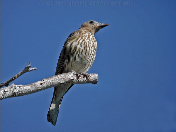 Australasian Figbird austr_figbird_12755.psd
