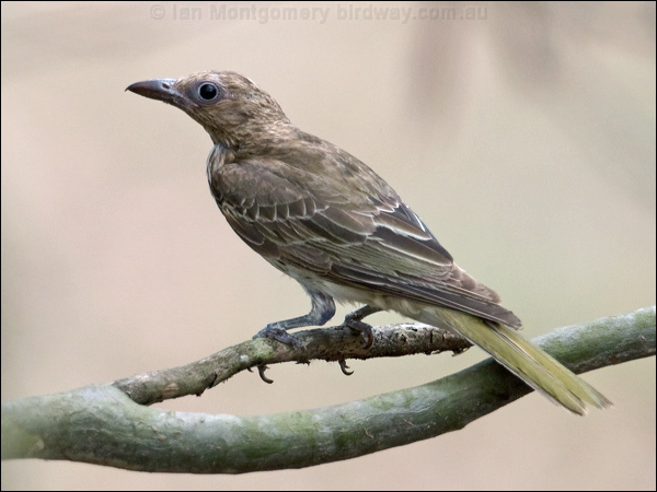 Australasian Figbird austr_figbird_199362.psd
