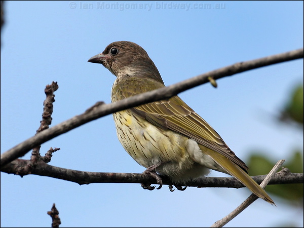 Australasian Figbird austr_figbird_35885.psd