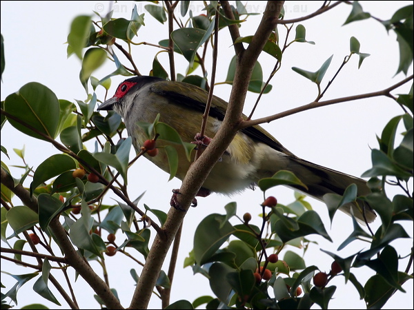 Australasian Figbird austr_figbird_60669.psd