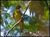 Click here to enter gallery and see photos/pictures/images of Green (Yellow) Oriole