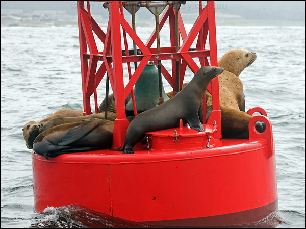 California Sea Lion california_sea_lion_107620.psd