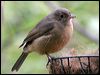 Click here to enter gallery and see photos/pictures/images of Little Shrike-thrush