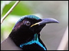Click here to enter gallery and see photos of: Trumpet Manucode, Paradise, Victoria's and Magnificent Riflebird.