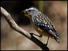 Click here to enter gallery and see photos/pictures/images of Spotted Pardalote