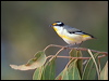 Click here to enter gallery and see photos/pictures/images of Striated Pardalote