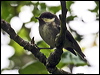 Click here to enter gallery and see photos/pictures/images of Coal Tit