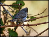 Click here to enter gallery and see photos/pictures/images of Oak Titmouse