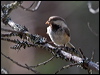 Click here to enter gallery and see photos/pictures/images of Siberian Tit