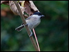 Click here to enter gallery and see photos/pictures/images of Willow Tit