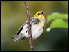 Click here to enter gallery and see photos/pictures/images of Black-throated Green Warbler gallery