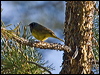 Click here to enter gallery and see photos/pictures/images of MacGillivray's Warbler gallery
