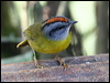 Click here to enter gallery and see photos/pictures/images of Russet-crowned Warbler gallery