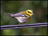 Click here to enter gallery and see photos/pictures/images of Townsend's Warbler gallery