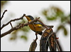 Click here to enter gallery and see photos/pictures/images of Tropical Parula gallery
