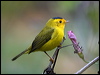 Click here to enter gallery and see photos/pictures/images of Wilson's Warbler gallery