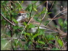 chipping_sparrow_67955