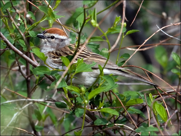 Chipping Sparrow chipping_sparrow_67956.psd