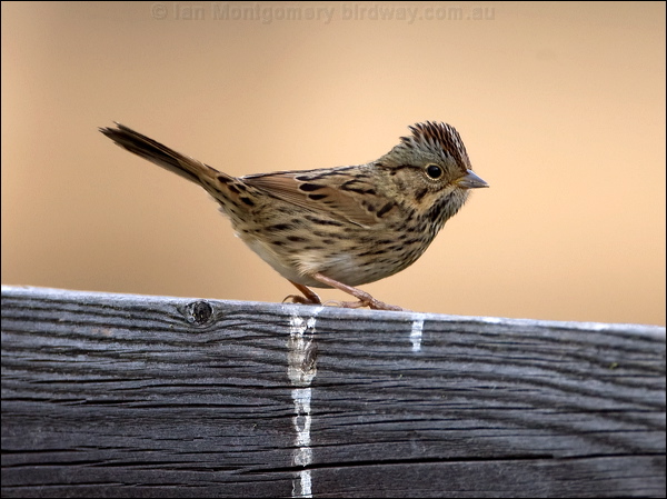 Lincoln's Sparrow lincolns_sparrow_109729.psd