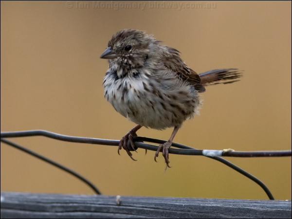 Lincoln's Sparrow lincolns_sparrow_109733.psd