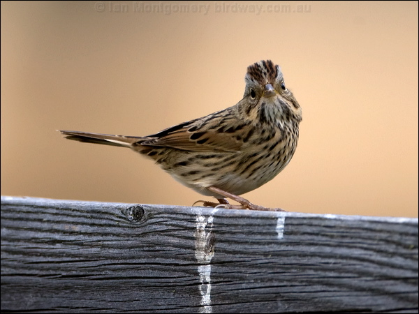 Lincoln's Sparrow lincolns_sparrow_109735.psd