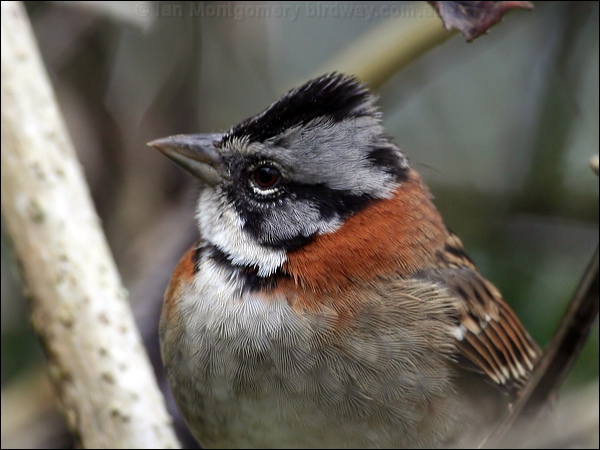 Rufous-collared Sparrow rufouscollar_sparrow_25241.psd