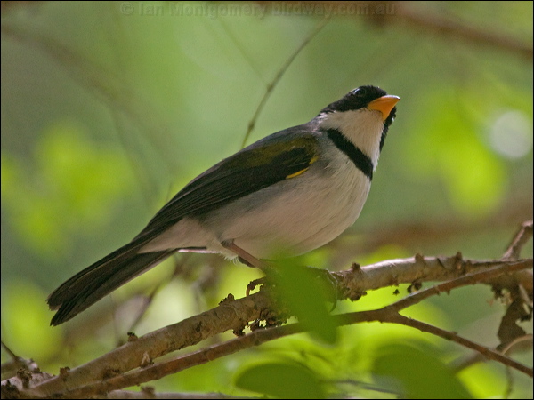 Saffron-billed Sparrow saffronbill_sparrow_206871.psd