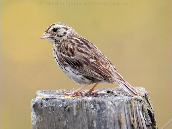 Savannah Sparrow savannah_sparrow_70178.psd