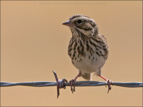 Vesper Sparrow vesper_sparrow_109496.psd