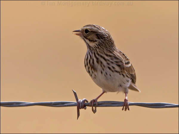 Vesper Sparrow vesper_sparrow_109497.psd