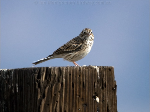 Vesper Sparrow vesper_sparrow_109705.psd