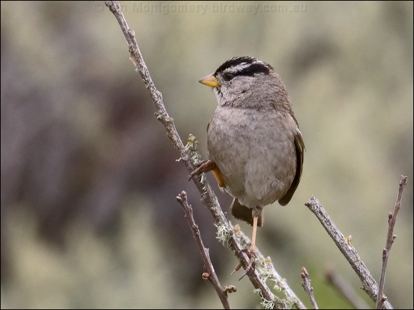 White-crowned Sparrow white_crown_sparrow_69706.psd