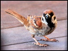 Click here to enter gallery and see photos/pictures/images of Eurasian Tree Sparrow