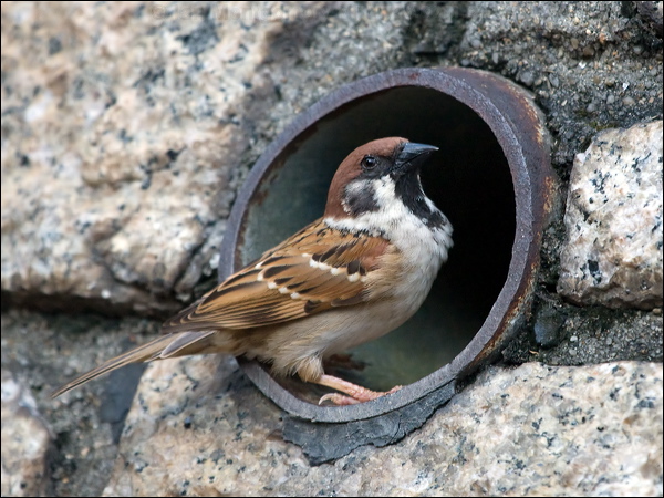 Eurasian Tree Sparrow eurasiantreesparrow_142115.psd