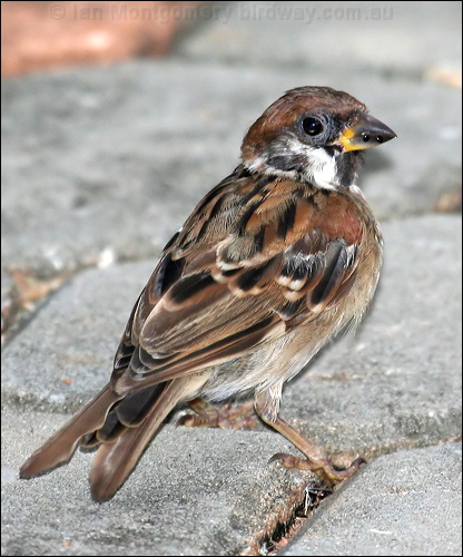 Eurasian Tree Sparrow eurasiantreesparrow_56504.psd