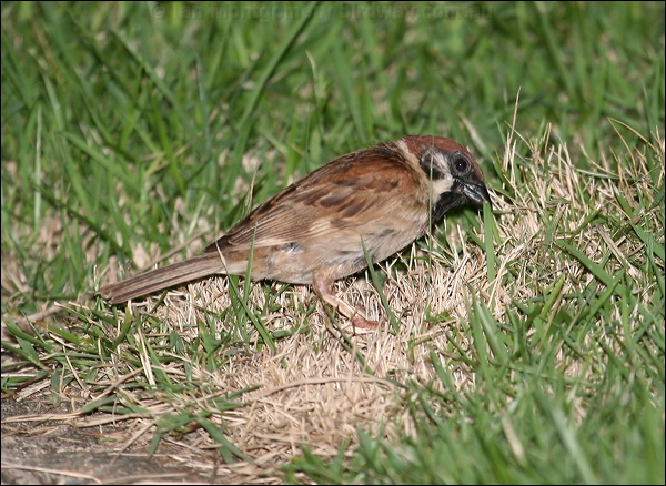 Eurasian Tree Sparrow eurasiantreesparrow_56506.psd