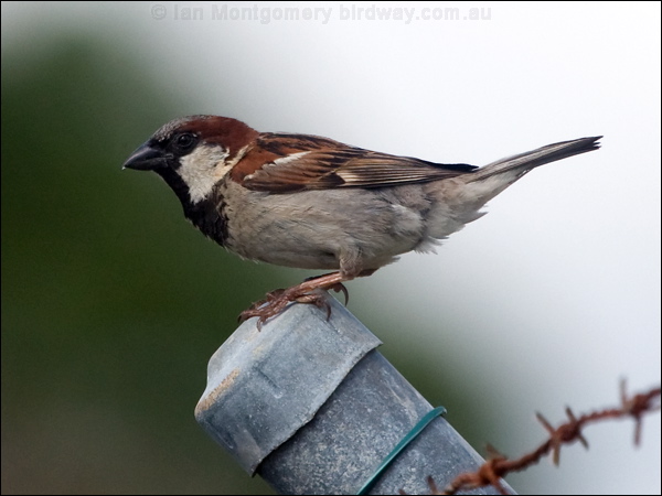 House Sparrow house_sparrow_199682.psd
