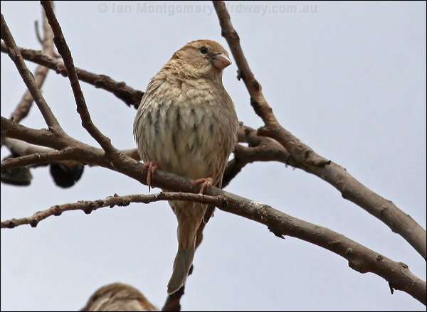 Spanish Sparrow spanish_sparrow_53036.psd