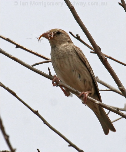 Spanish Sparrow spanish_sparrow_53037.psd