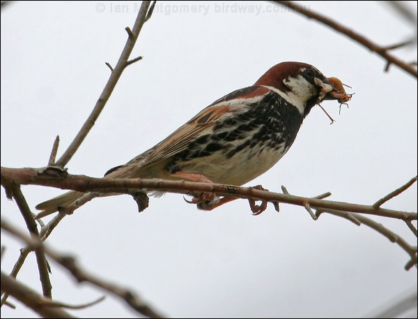 Spanish Sparrow spanish_sparrow_53044.psd