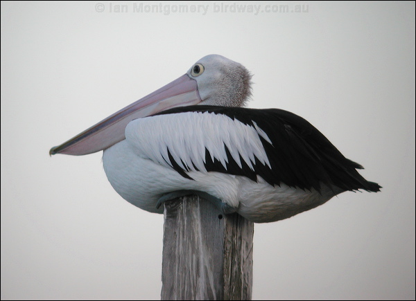 Australian Pelican australian_pelican_00246.psd